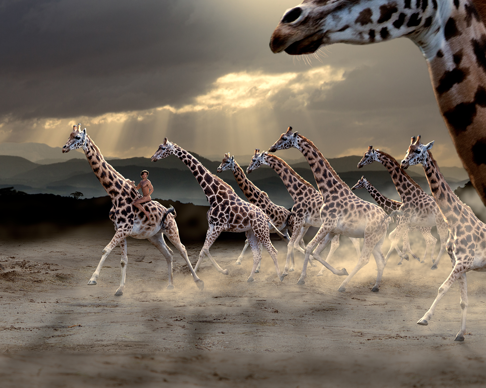 man riding giraffes