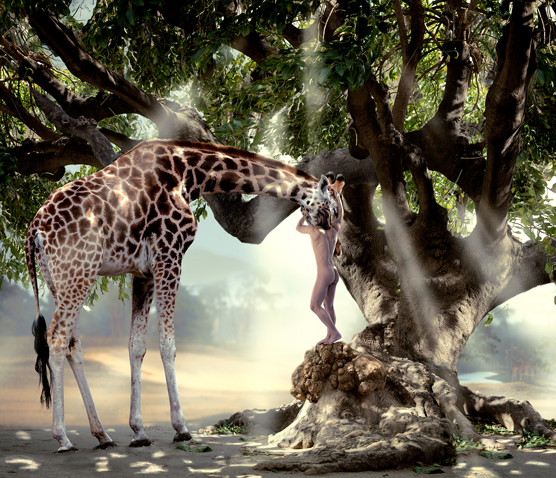 nude man hugging a giraffe, standing on an old tree